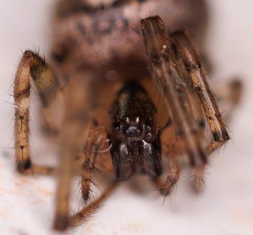 Zygiella x-notata